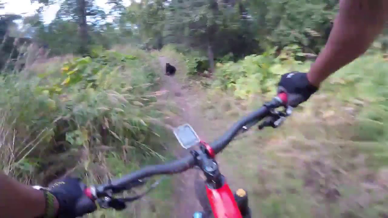 Biker Runs Into Bear Scary Video