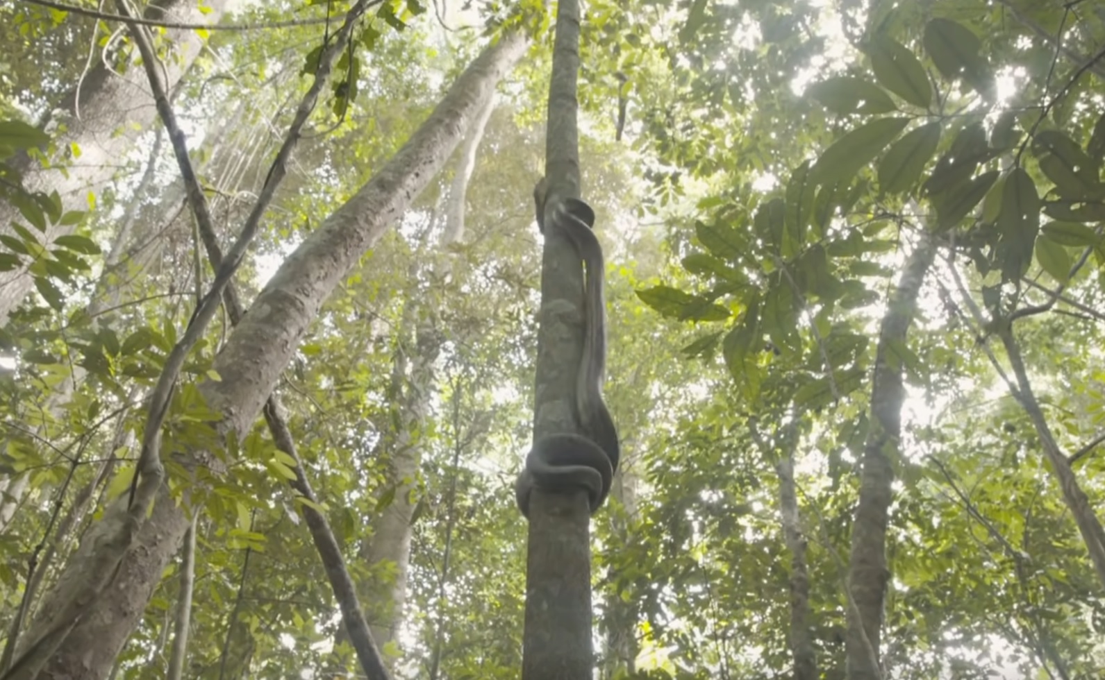 Huge Snake Climbing A Tree Video