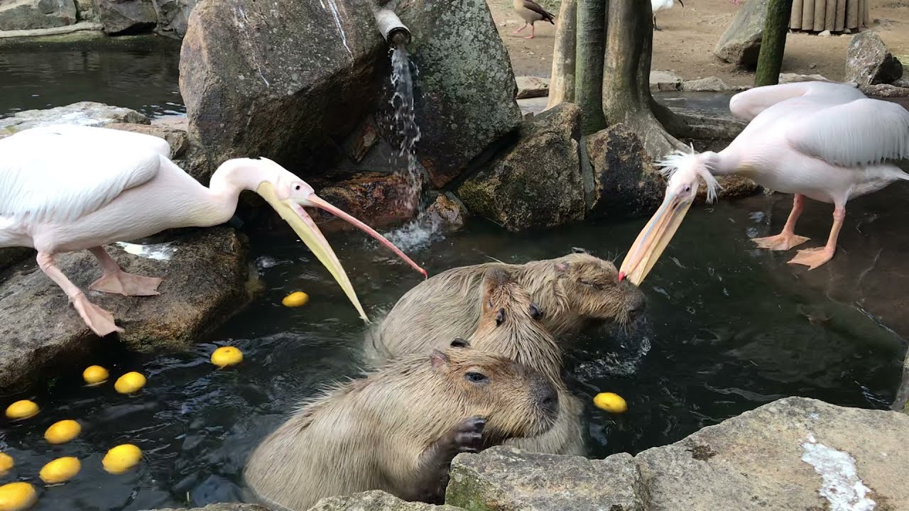 Pelicans Trying To Eat Capybaras Funny Video