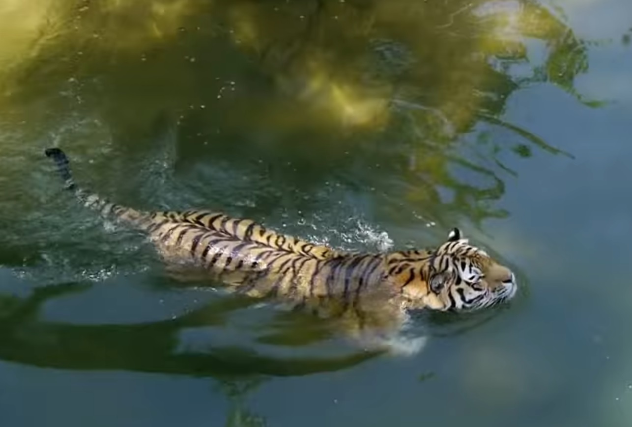 Siberian Tiger Swimming