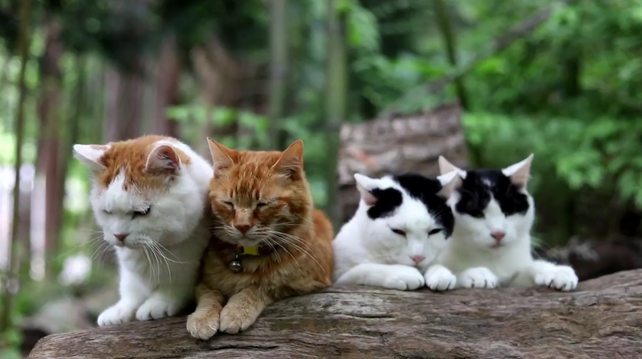 Cats Relax In Forest