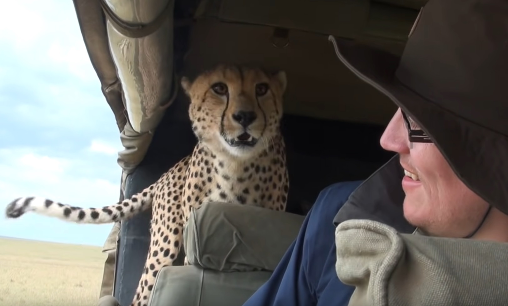 Cheetah Jumps In Tourists Car Video