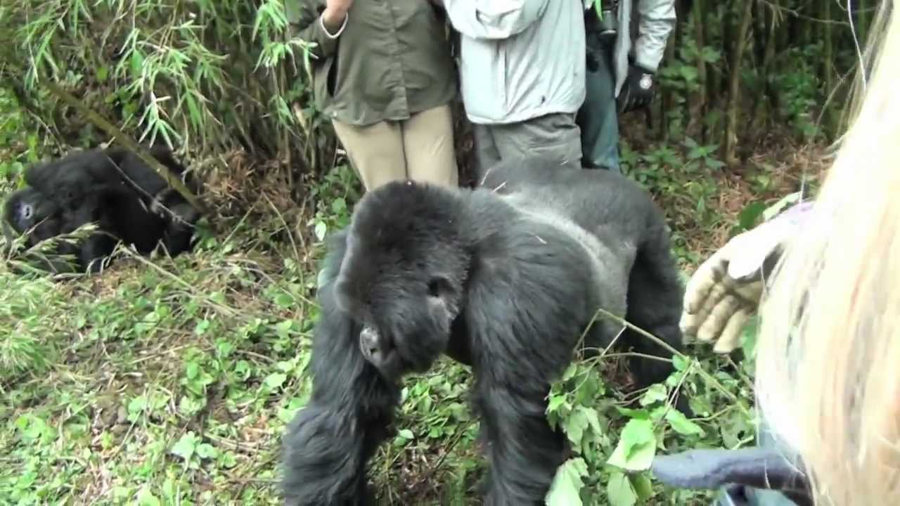 Close Encounter With Territorial Gorilla