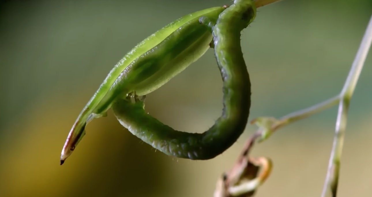 Caterpillars Feed On Exploding Seed Pods