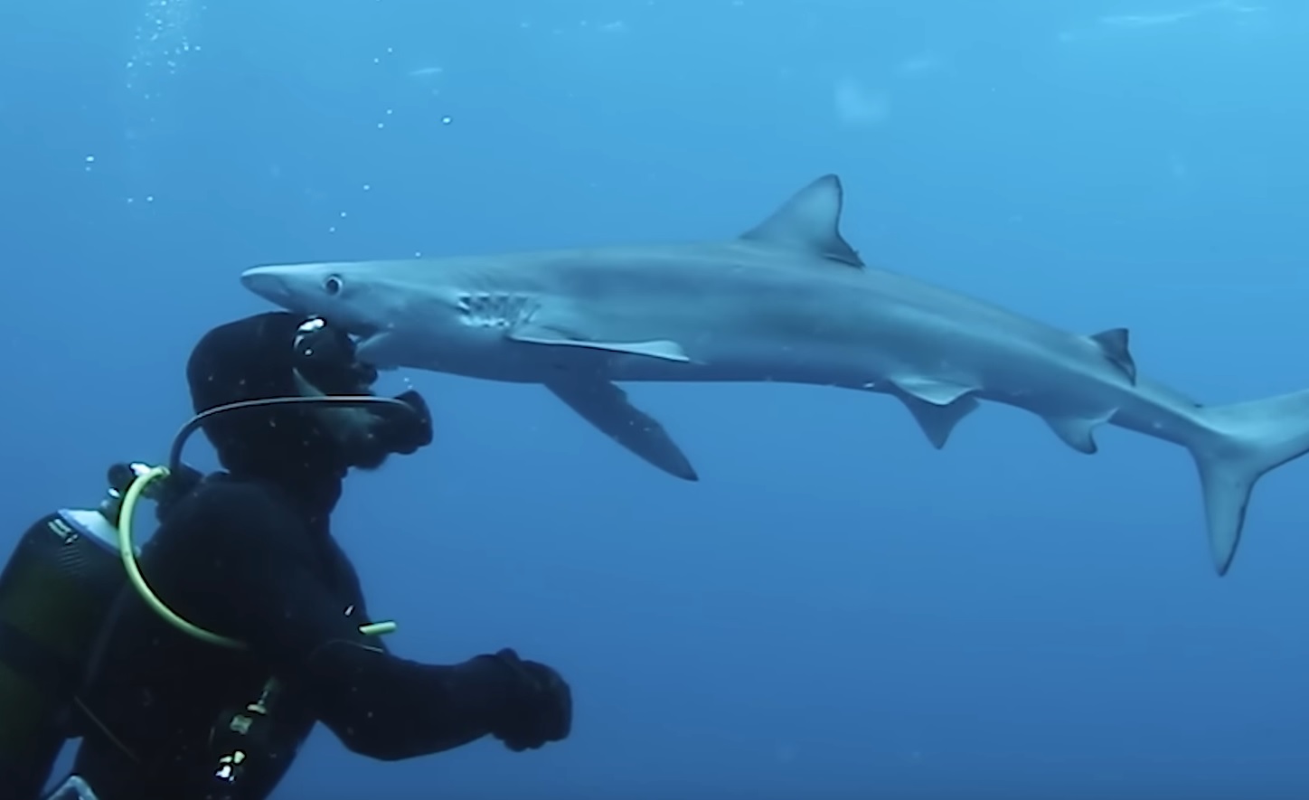 Interesting Shark Close Calls Compilation