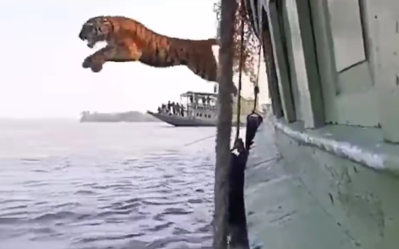Tiger Jumps From Boat During Release Back Into The Wild