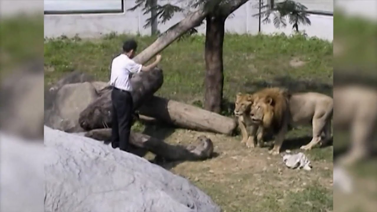 Unstable Man Jumps Into Lion Exhibit Area