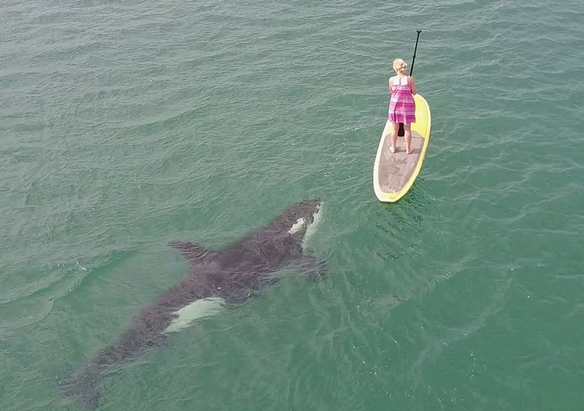 This Woman Went Paddle Boarding And Met 2 Orcas
