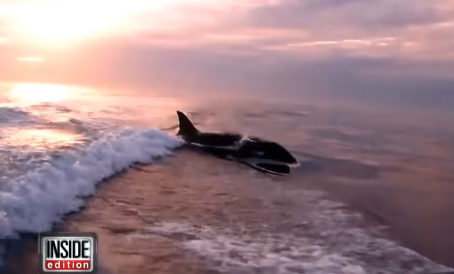 Fascinating Moment Orcas Chase a Fishermen's Boat
