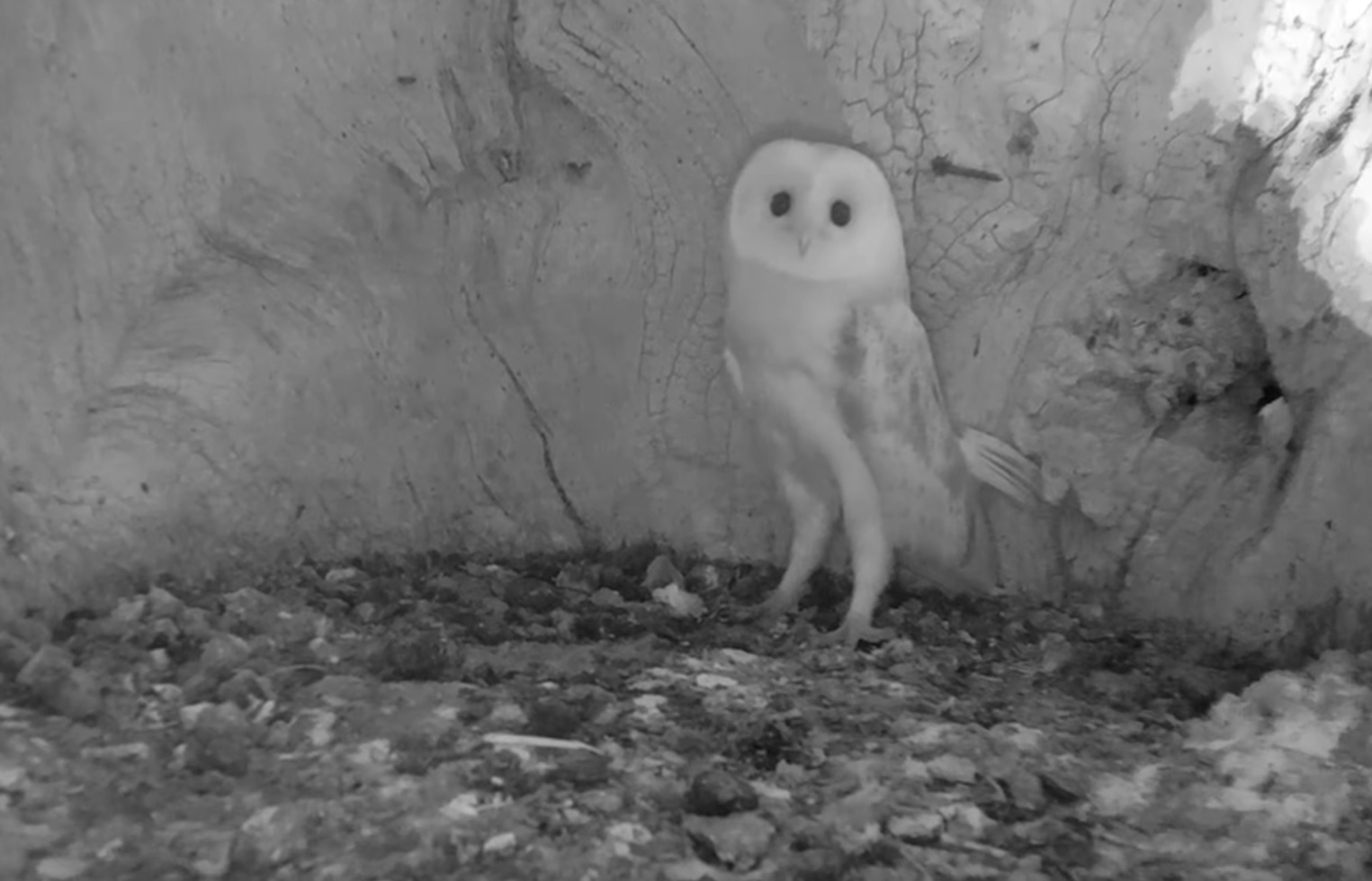 Barn Owl Baby Hearing Thunders For First TIme Video