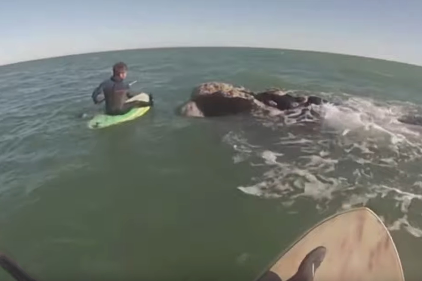 12 Whales Surround Paddleboarders Video