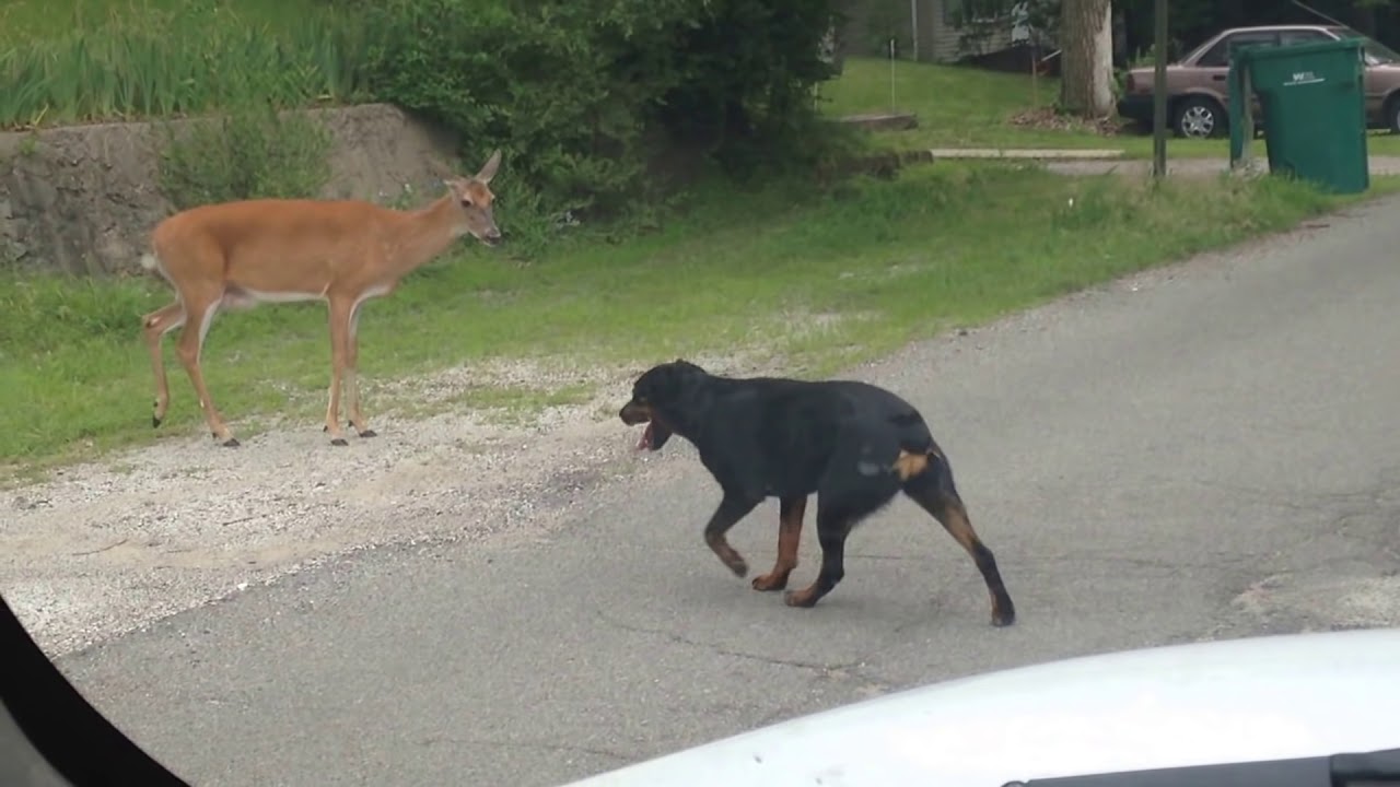 Deer Vs Dog Funny Encounter