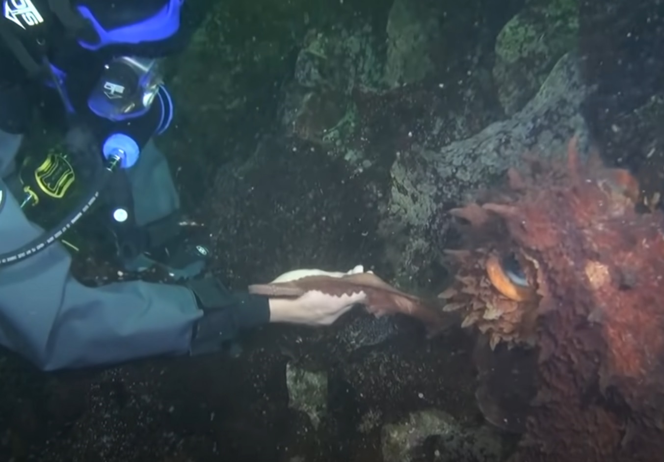 Man Offers Hand To Giant Octopus His Reaction Is Very Interesting