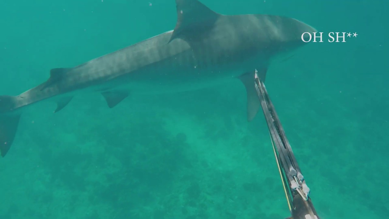 Really Close Encounter With Curious Tiger Shark