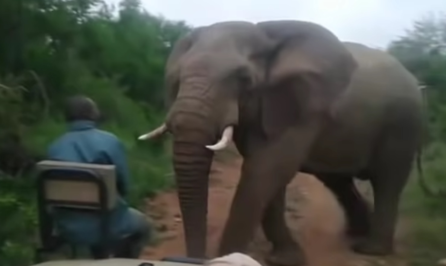 A Really Close Encounter With Elephant