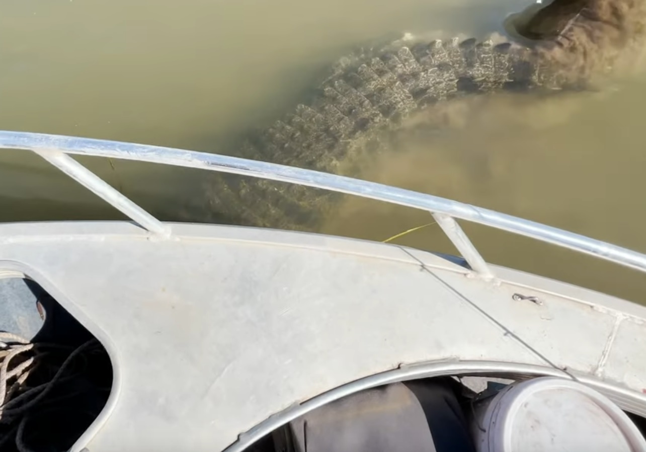 A Really Close Encounter With A Salt Water Crocodile