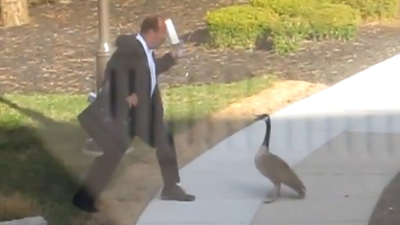 Goose Attacks A Bussinessman Funny Video