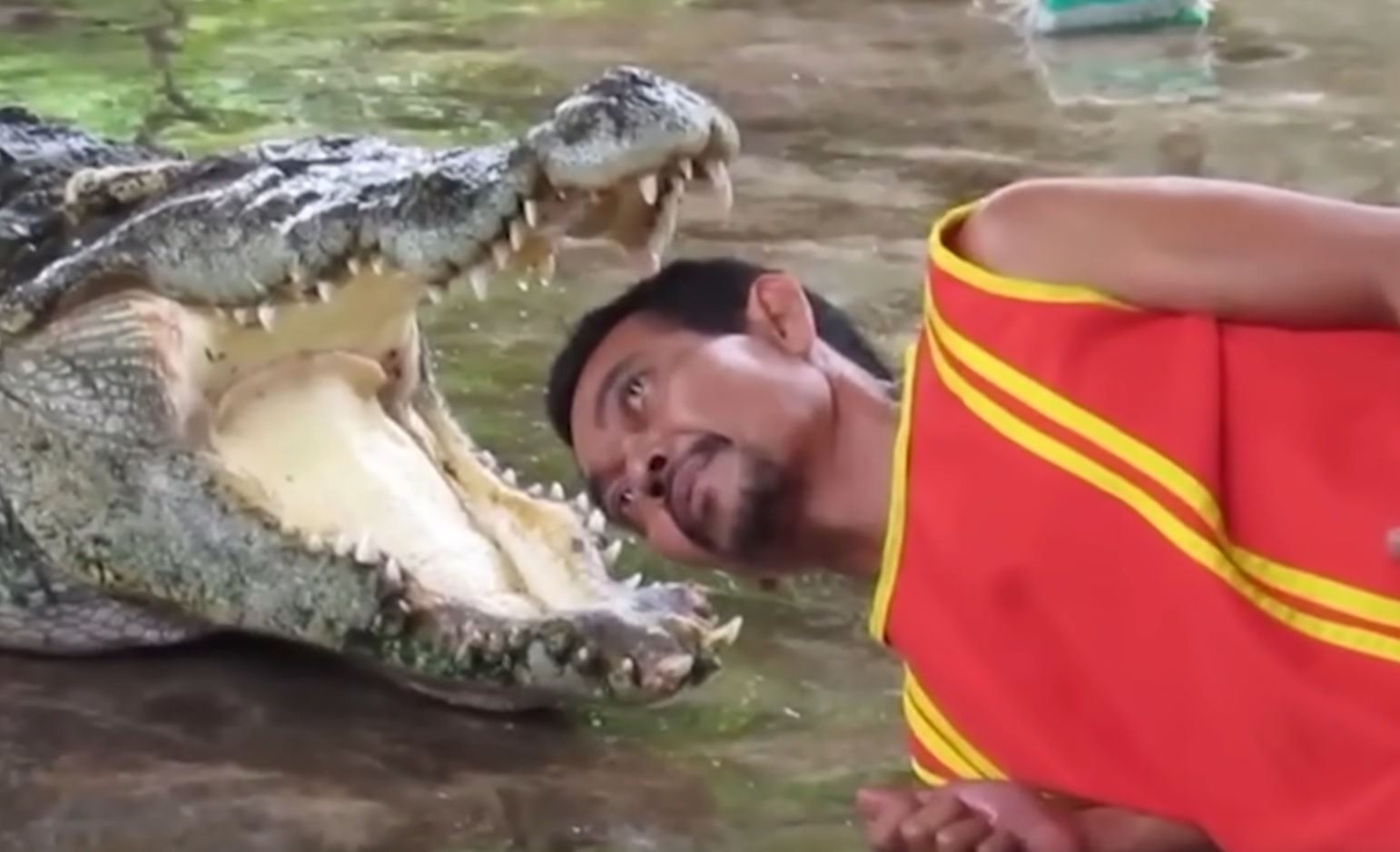 Interesting And Crazy Crocodile Moments [Video]