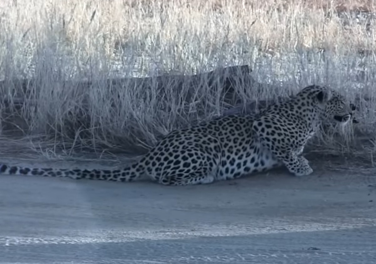 Leopard Hunts Jackal That Is Hunting Bird