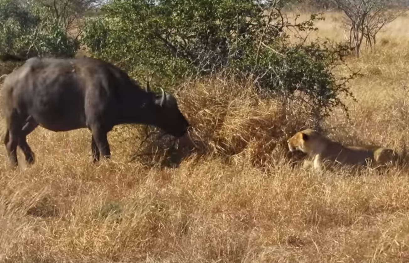 This Buffalo Gets Really Close To Lion Without Realizing