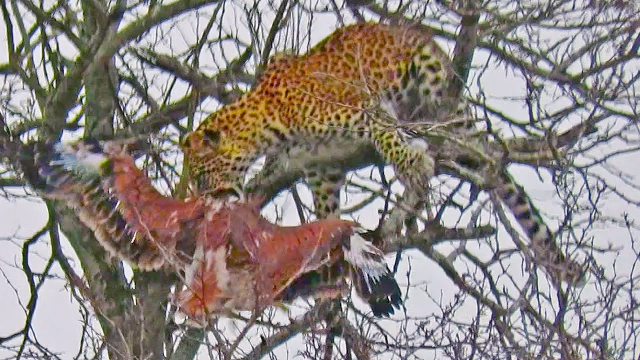 Leopard Raids Really Tall Bird Nest