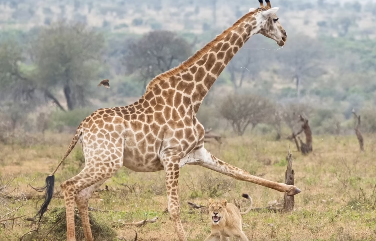 Giraffe Tries To Protect Baby From Lions, Hyena And Jackals