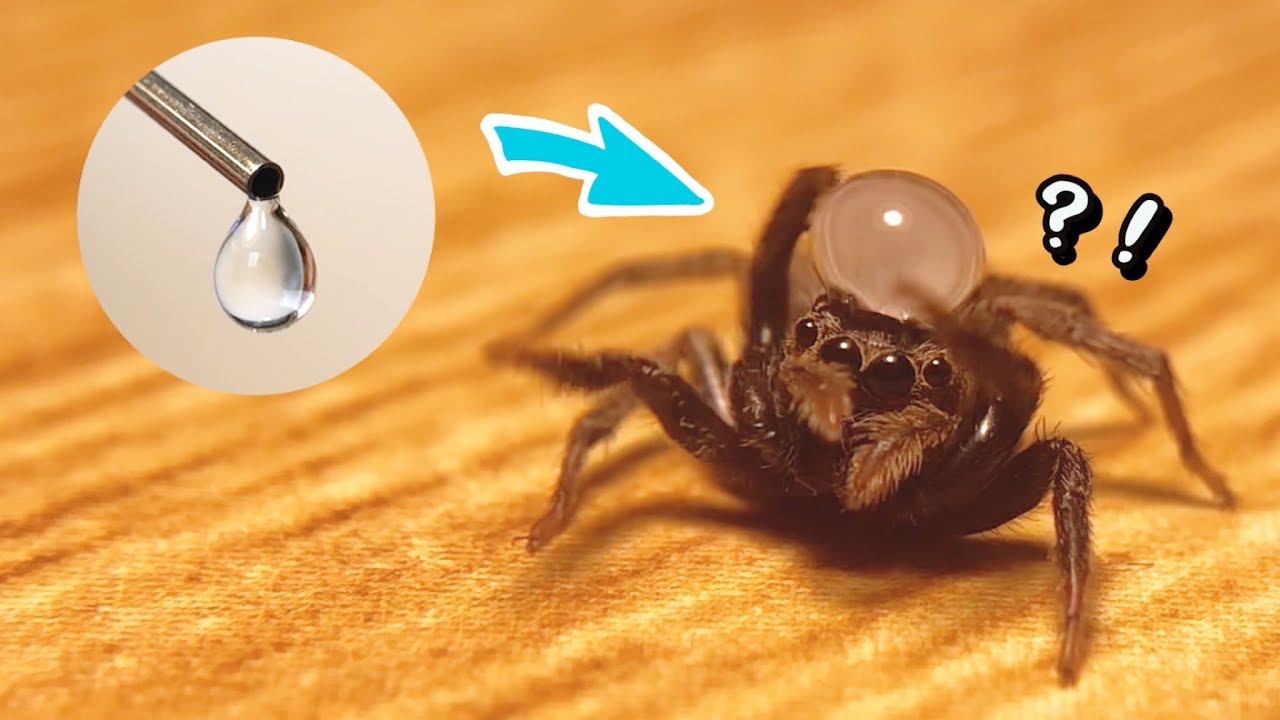 Putting Droplet Of Water On Jumping Spider Head