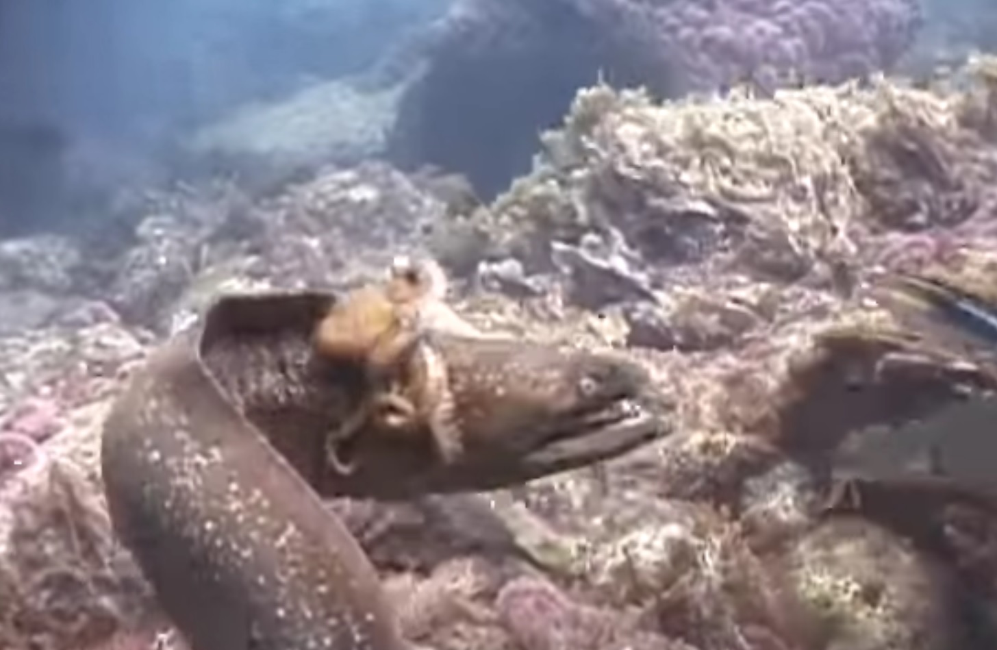 Octopus Rides Moray Eel To Avoid Being Eaten