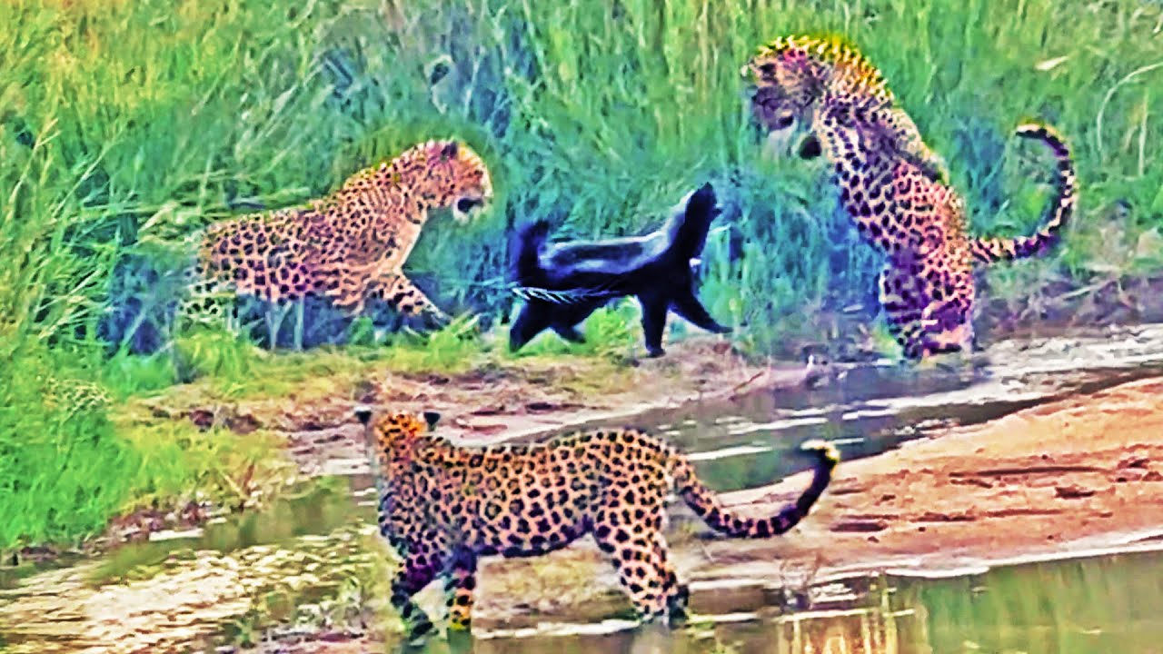 Honey Badger Vs 3 Leopards Epic Battle