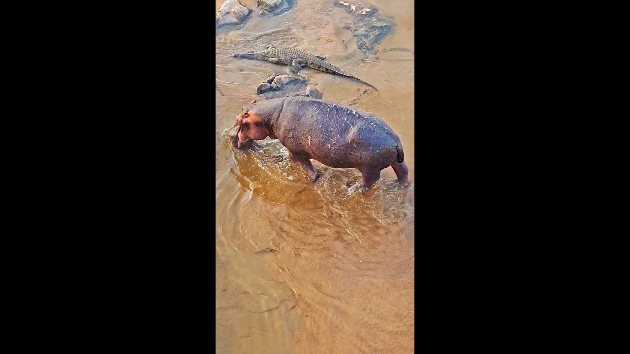 Hippo And Crocodile Walk Side By Side Video
