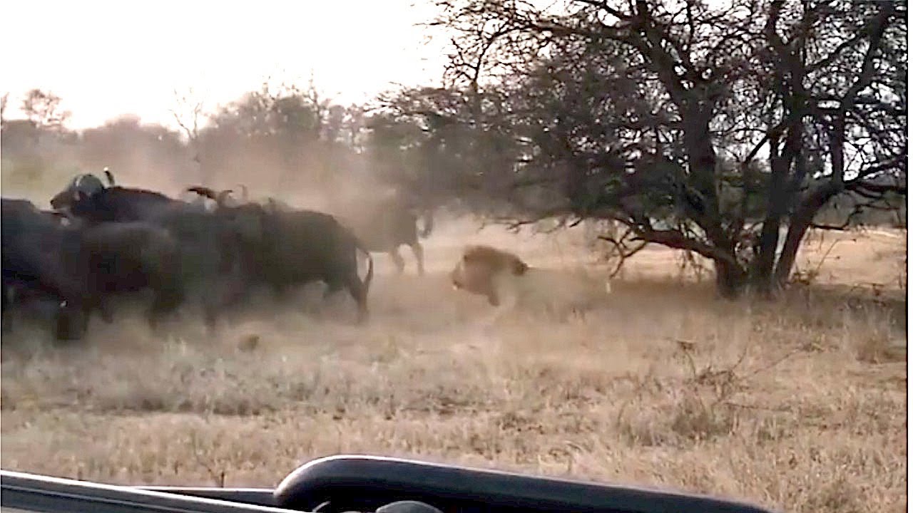 Male Lion Charges At Buffalo Herd