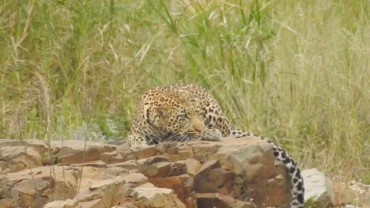 Leopard Wakes Up And Sees A Lioness Aproaching