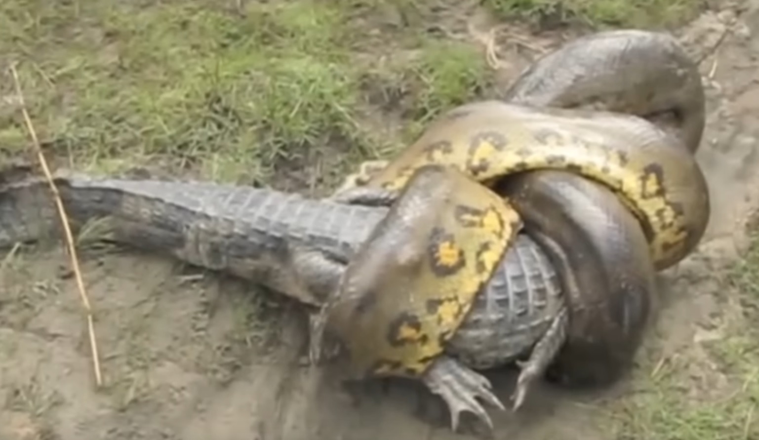 Can Anaconda Kill An Alligator ?