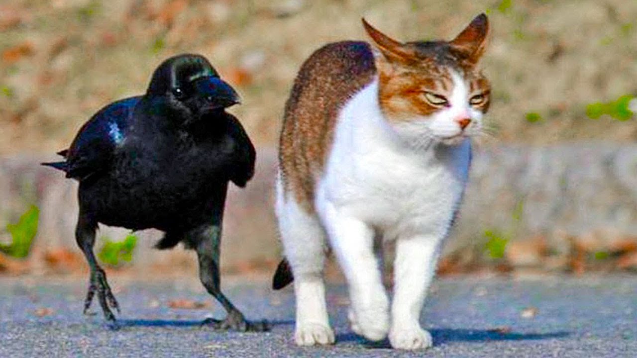 Crows Troll Cats, Dogs, Rats And Snakes Funny Video