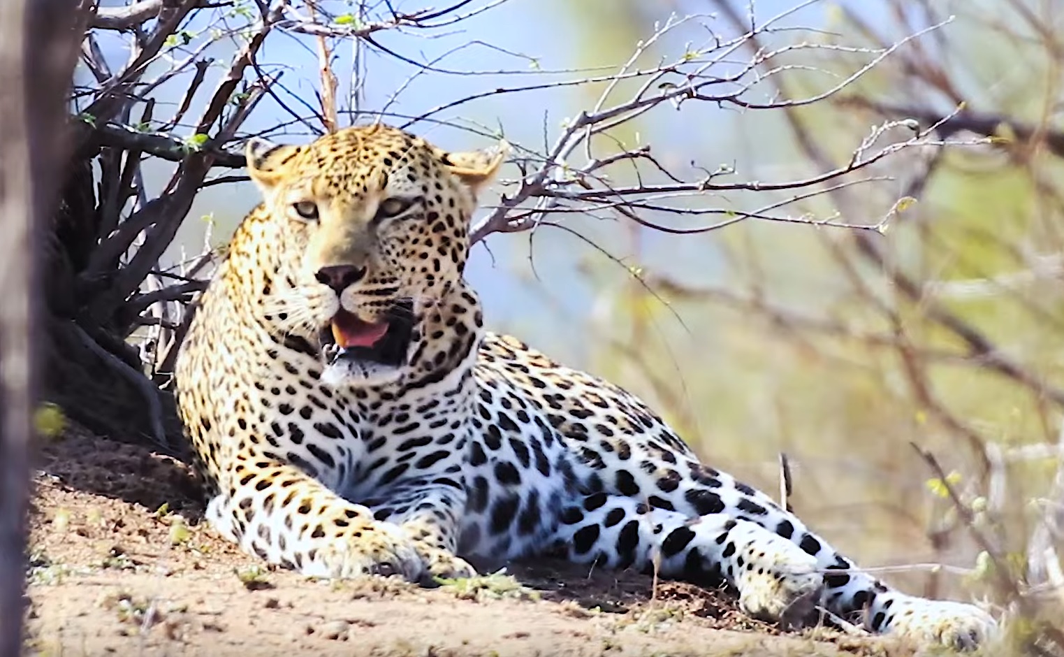 Maximus - One Of The Biggest Leopard In Kruger