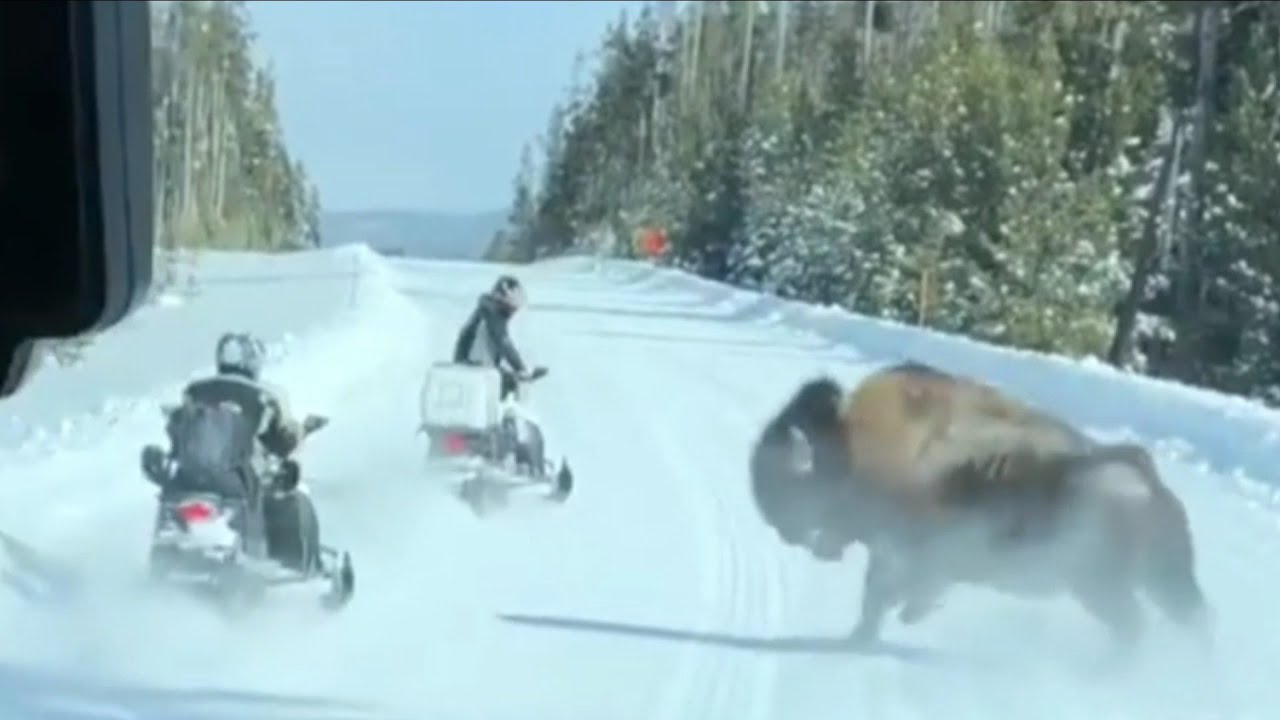 Snowmobile Riders Have Really Close Encounter With Angry Bison