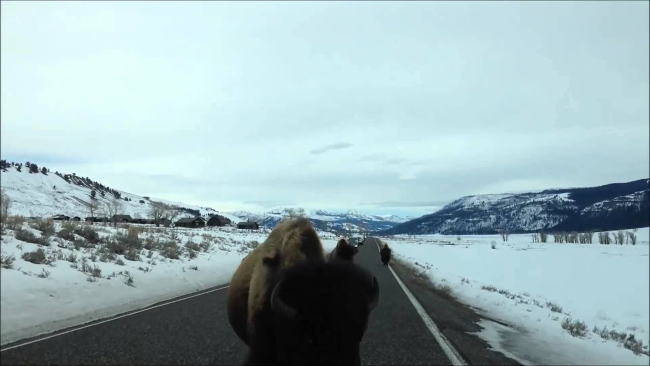 Yellowstone Buffalo Rams Car Head-On