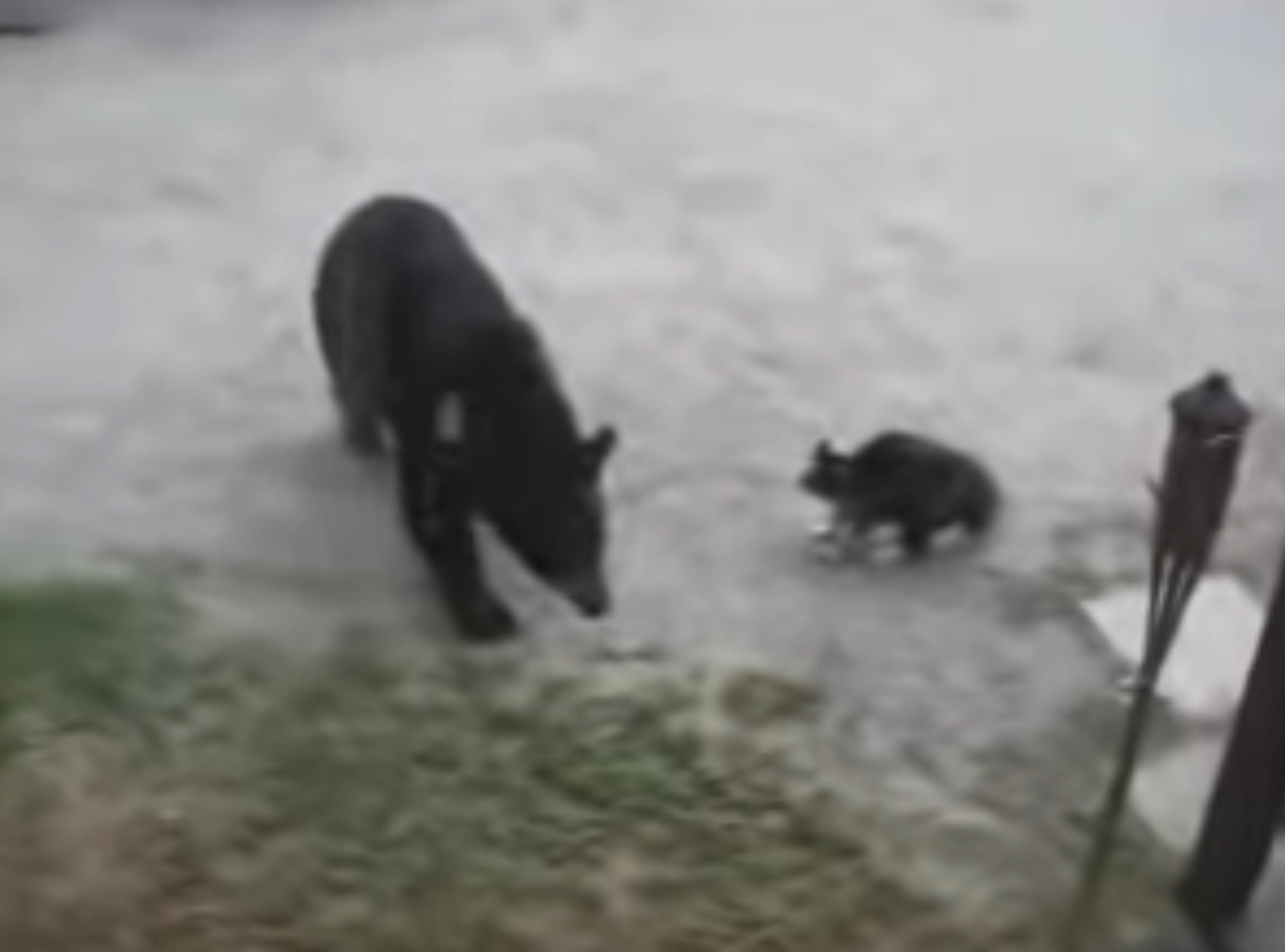 Hero Kitty Scares Bear Away Fascinating Video