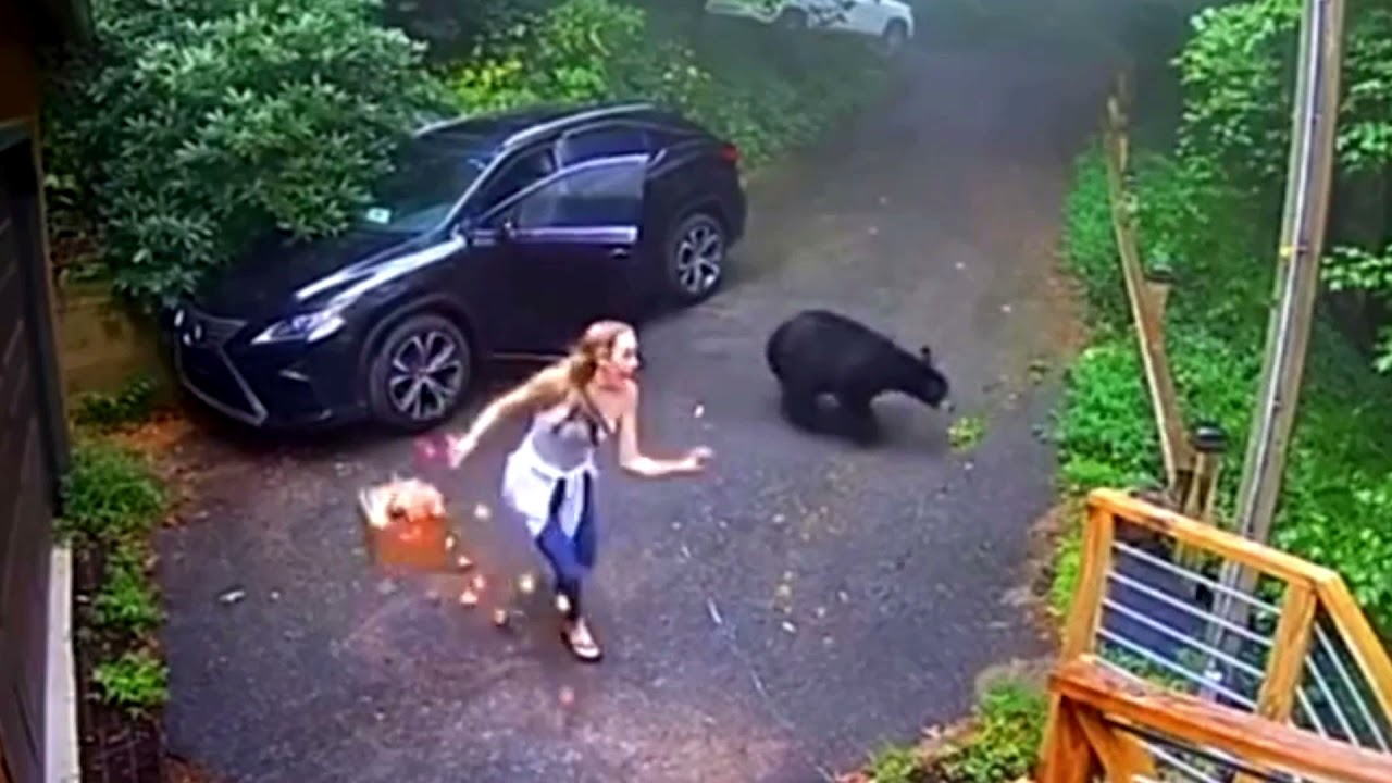 Woman Opens Car Door To Find Bear Inside