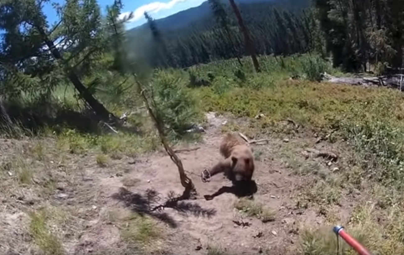 Brave Man Releasing A Bear From Foothold Trap