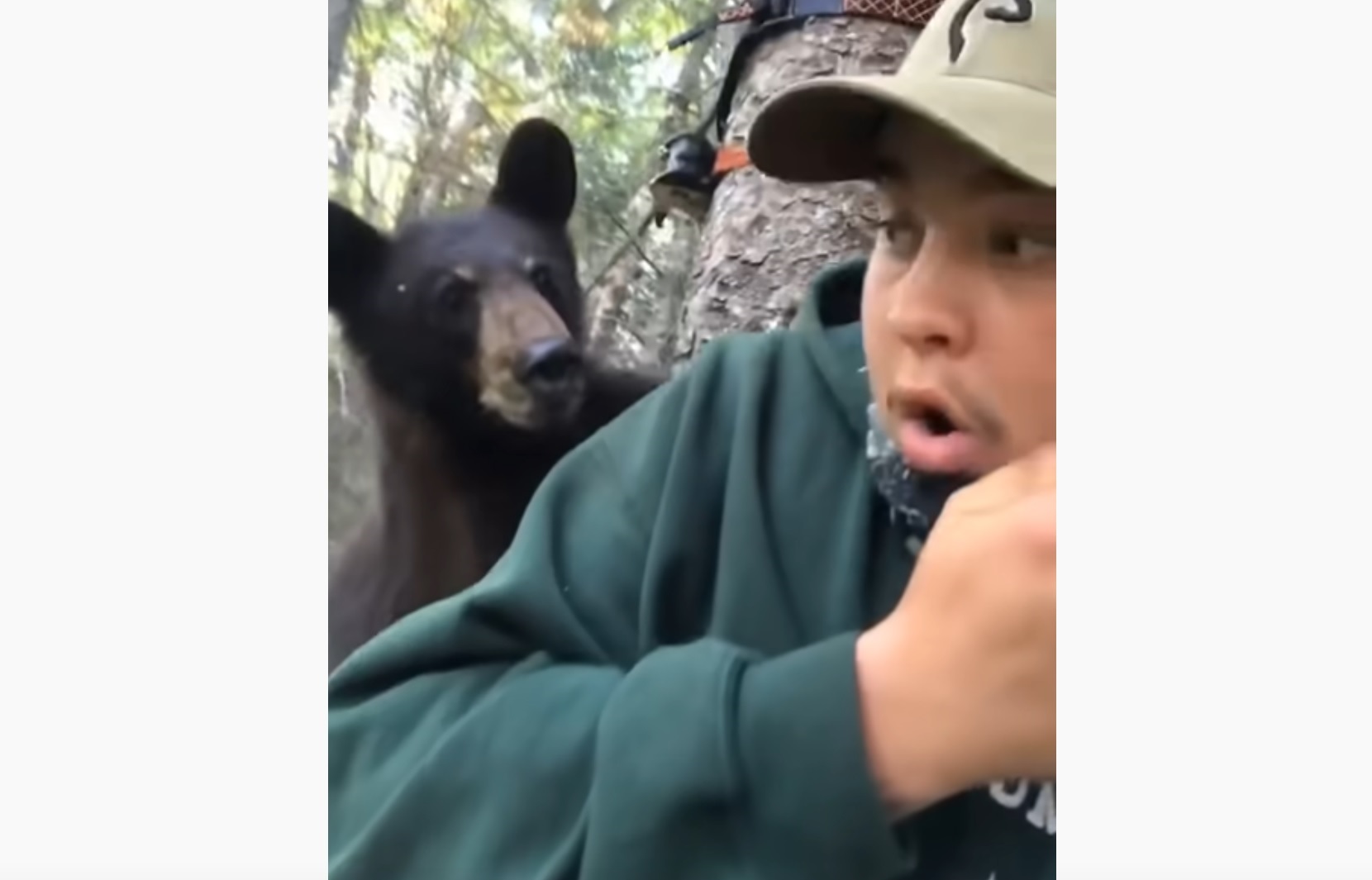 Bear Climbs Hunter Stand Video