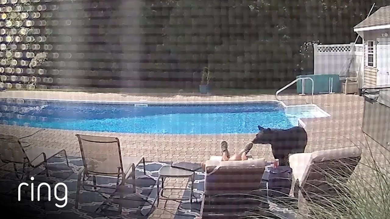 Bear Wakes Up Guy Taking A Nap By The Pool