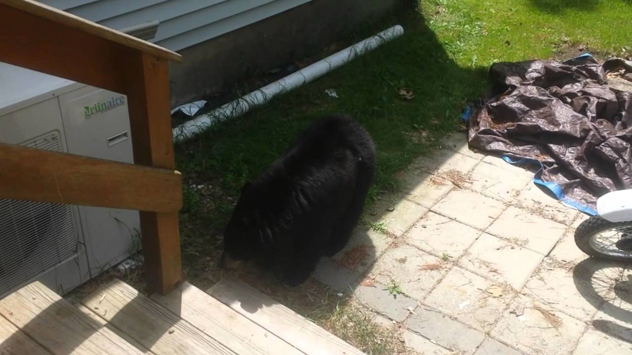Backyard Funny Bear Cub Encounter