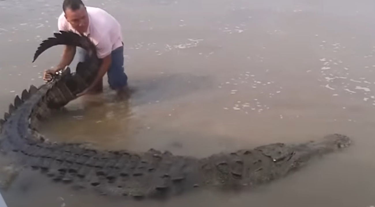 Man Engages In Risky Behaviour With Crocodile