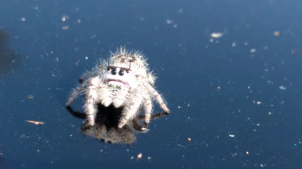 A Cute Friendly Spider
