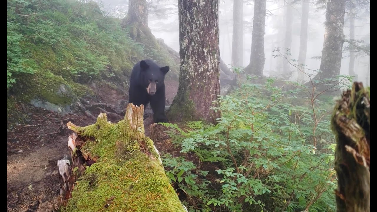 Hiker Encounters Black Bear And Films It With Phone