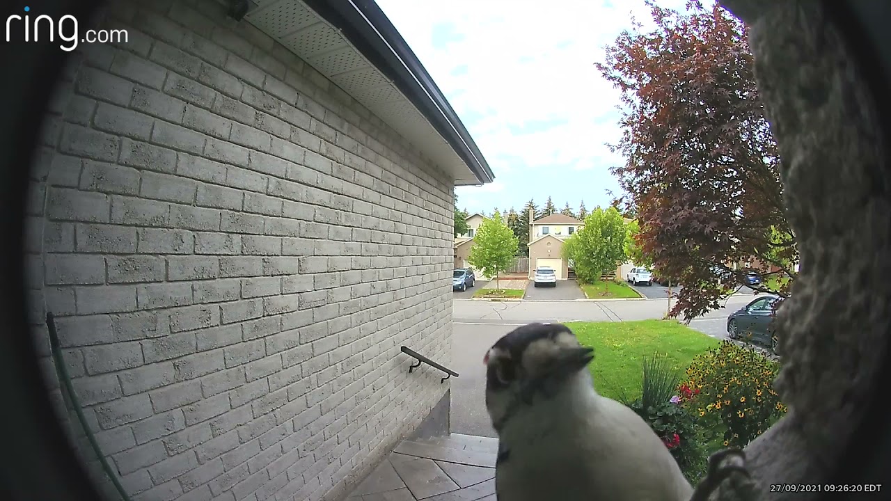 Woodpecker Rings Doorbell Funny Video