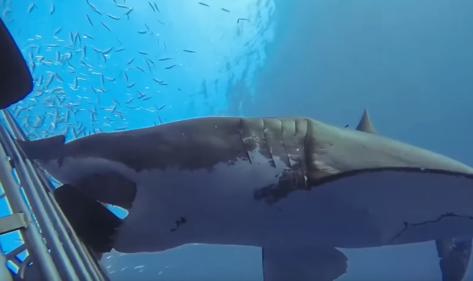 30 Of The Scariest Shark Encounters Compilation