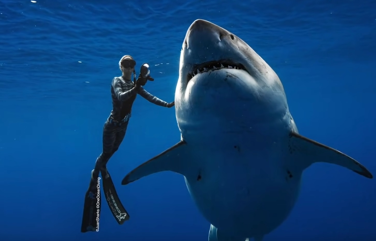 Divers Getting Close To A Giant White Shark Video