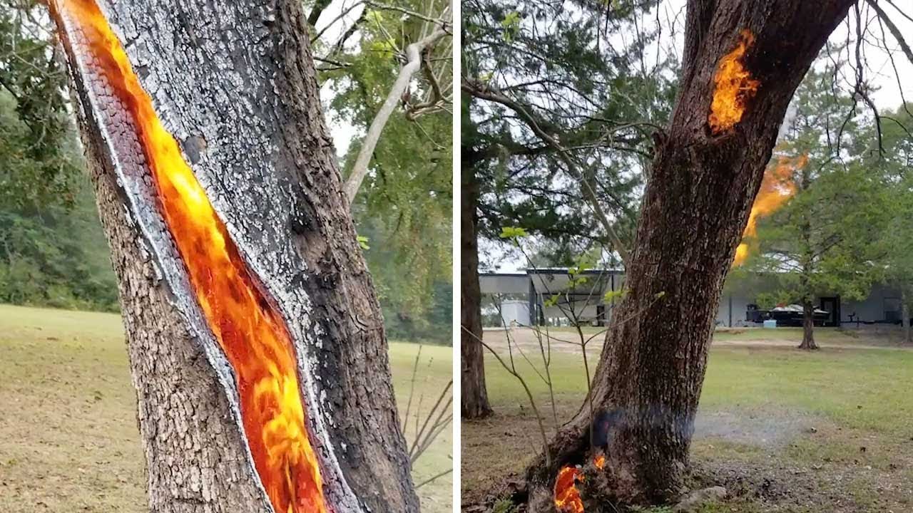 Tree Struck By Lightning Burns Inside Video